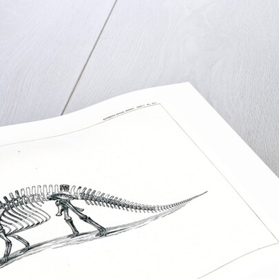 ‘Brontosaurus excelsius’ by Unknown